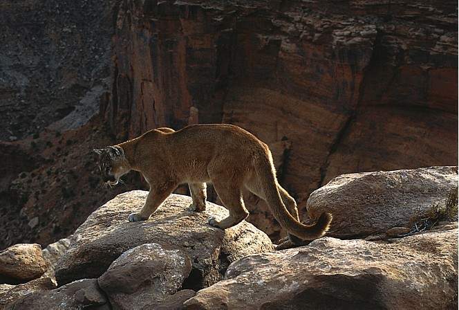 Cougar on rock